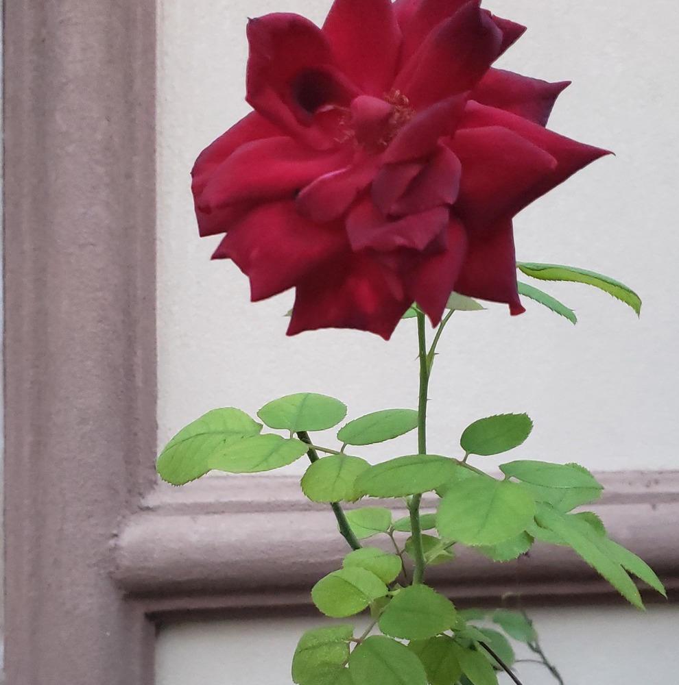 Meet your Posher, Jacqueline